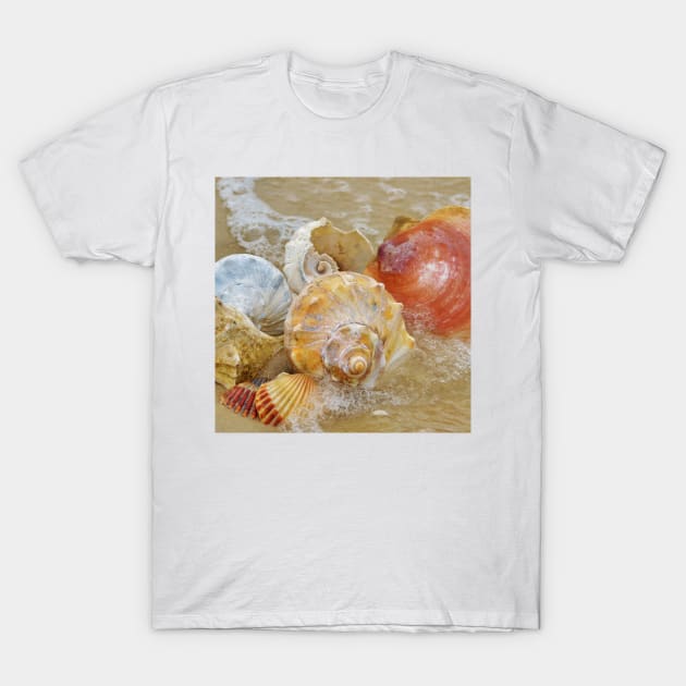 Seashells by the Seashore T-Shirt by BeachBumPics